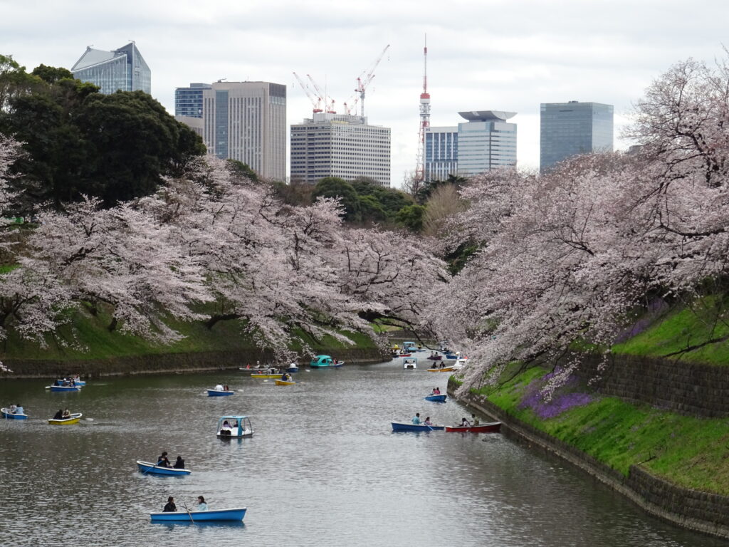 千鳥ヶ淵の桜