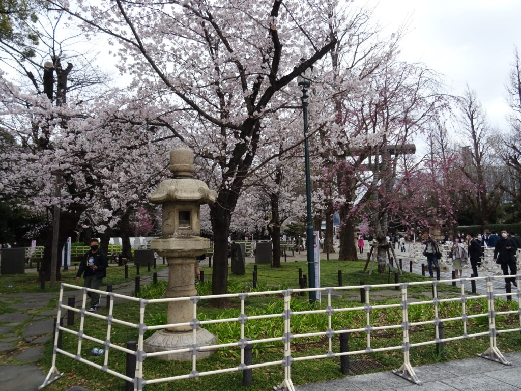 靖国境内の桜