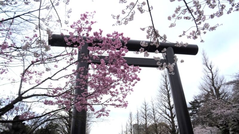 桜の名所「靖国神社」のご利益と御朱印その他お役立ち情報 