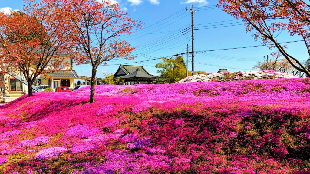 安住神社の芝桜