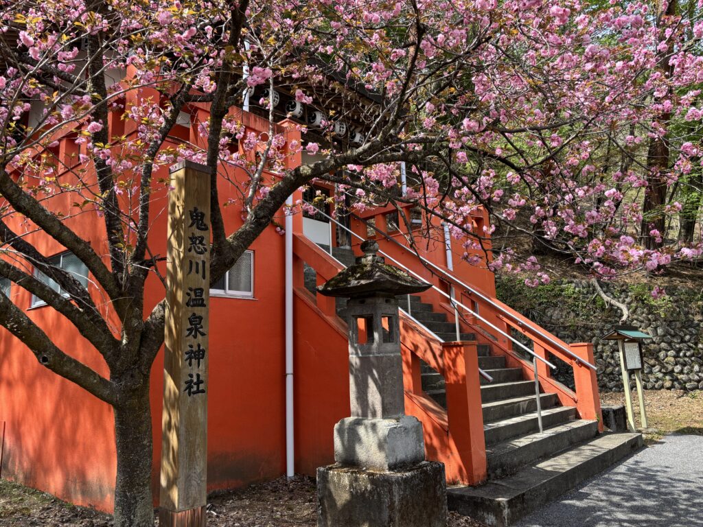 牡丹桜と鬼怒川温泉神社
