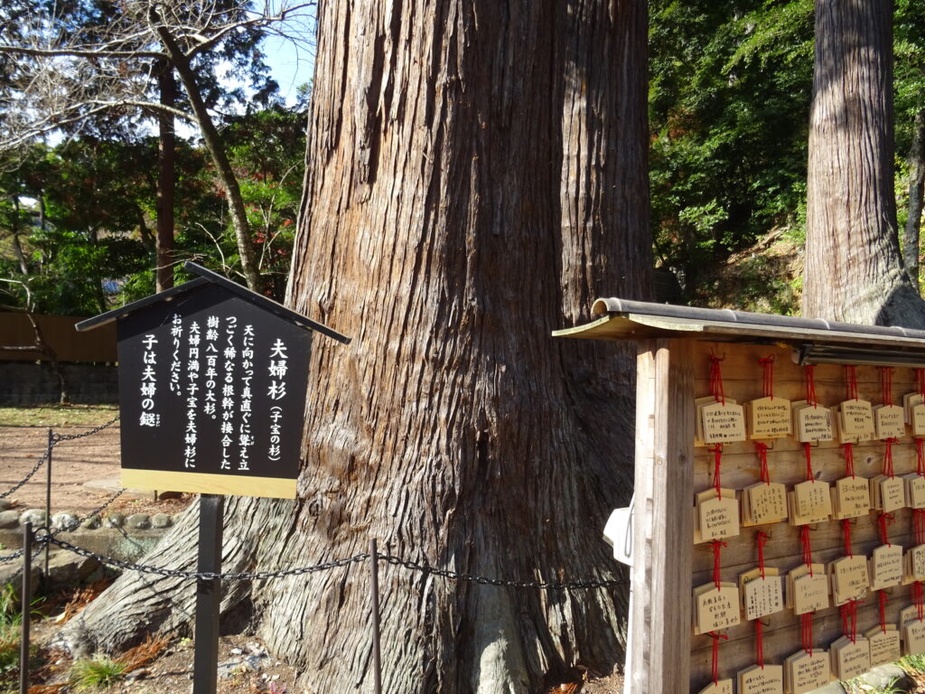 日枝神社の夫婦杉