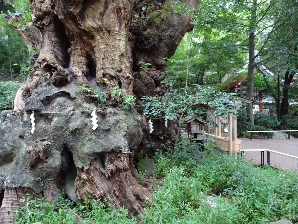 来宮神社の大楠