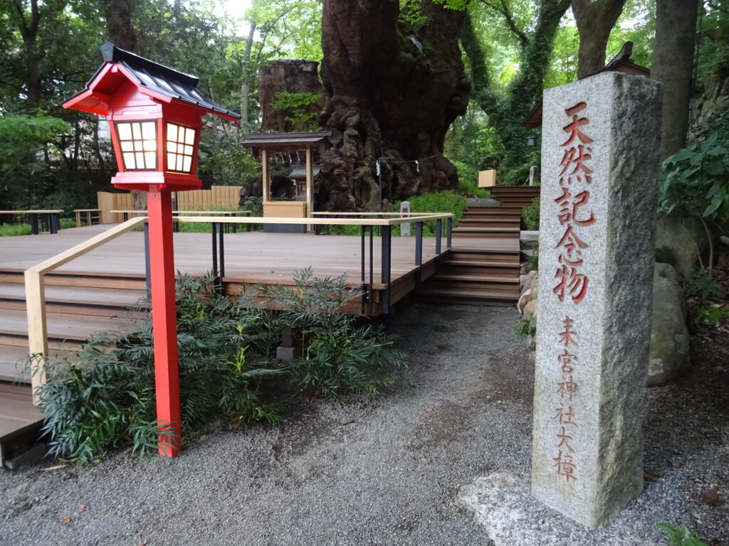天然記念物の大楠