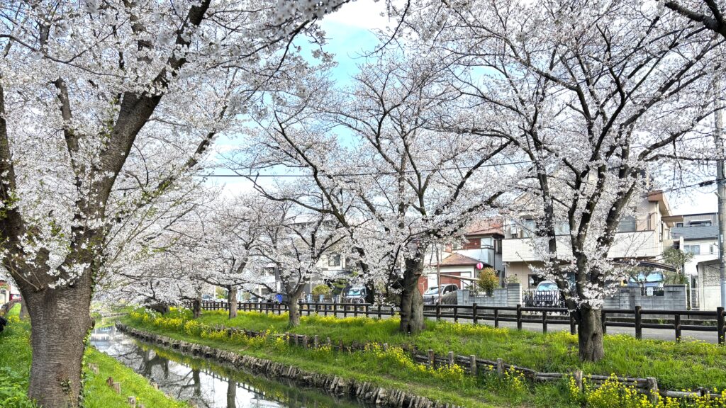 新河岸川の桜並木