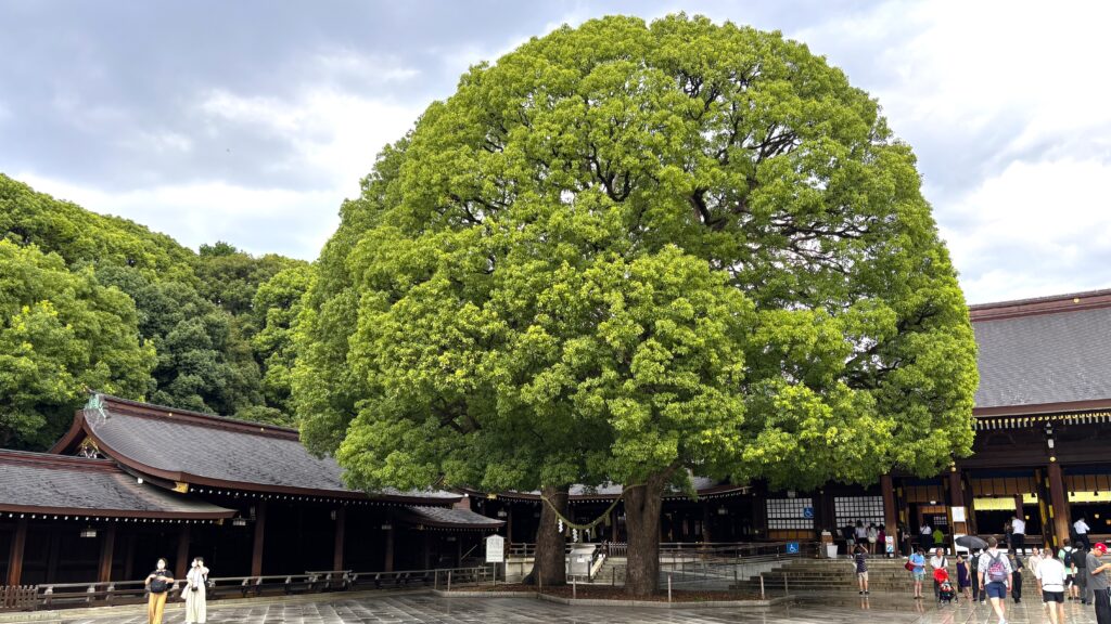 明治神宮の夫婦楠
