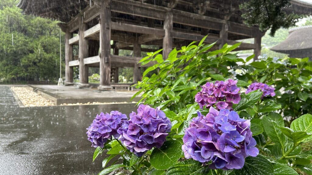 建長寺のアジサイ