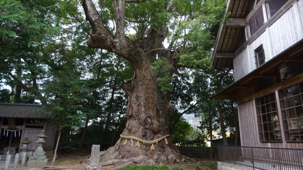川津来宮神社の大クス