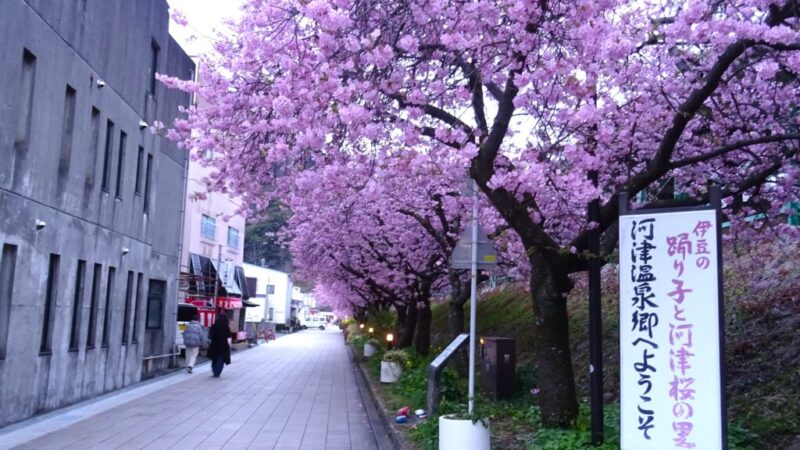 「河津桜まつり」お花見レビューと期間中にいただける御朱印情報