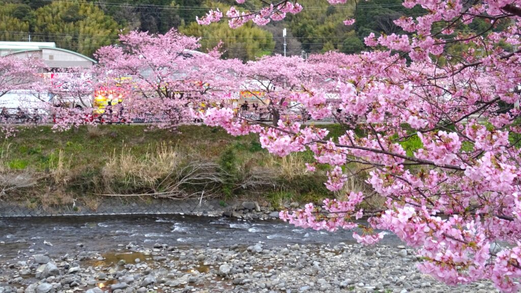 河津桜の風景その1