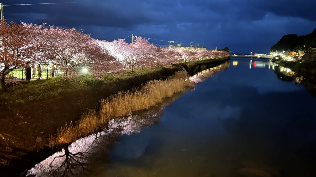 河津桜並木のライトアップ