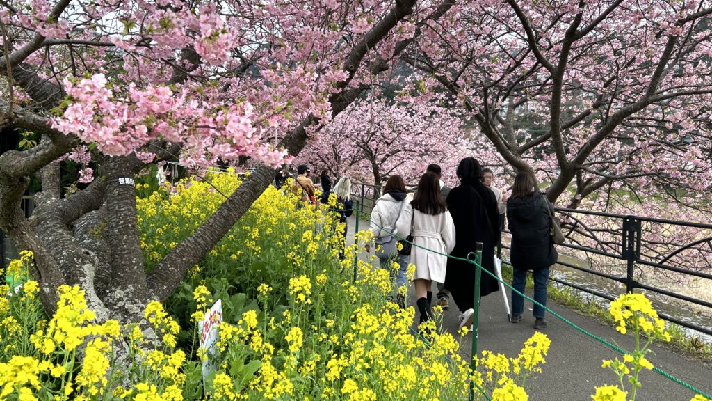 菜の花と河津桜