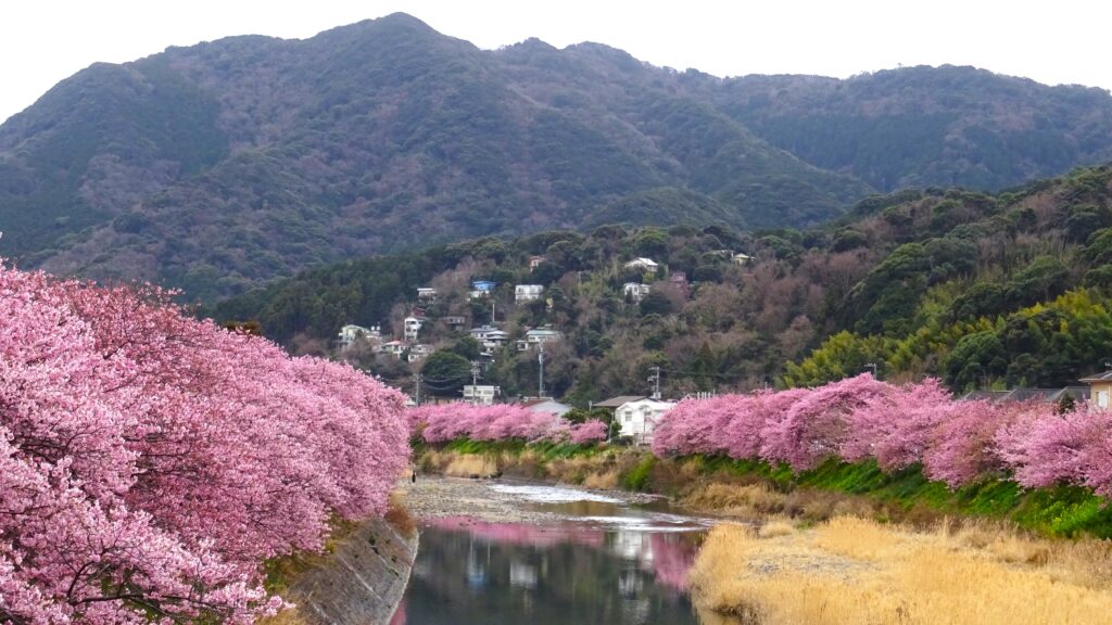 早朝に見る河津桜並木
